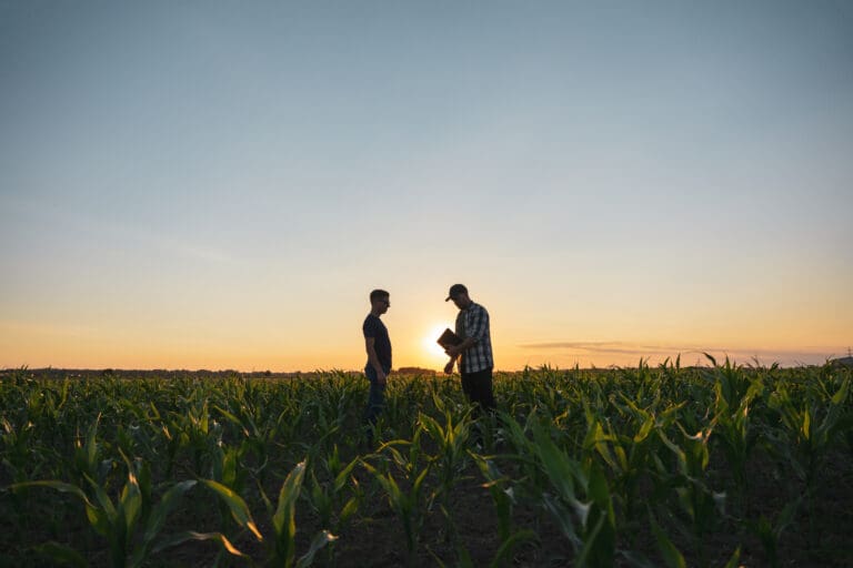 Farmers consulting tablet in cornfield at sunset