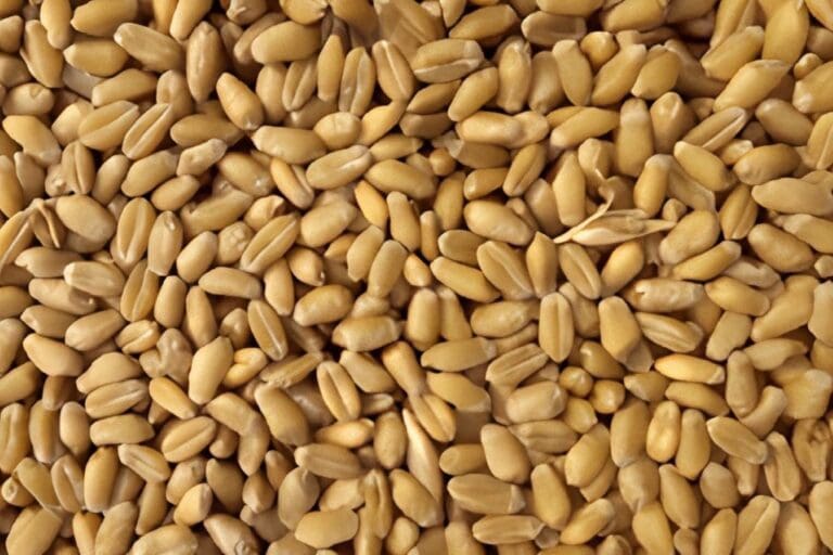 Scattered golden wheat kernels close-up