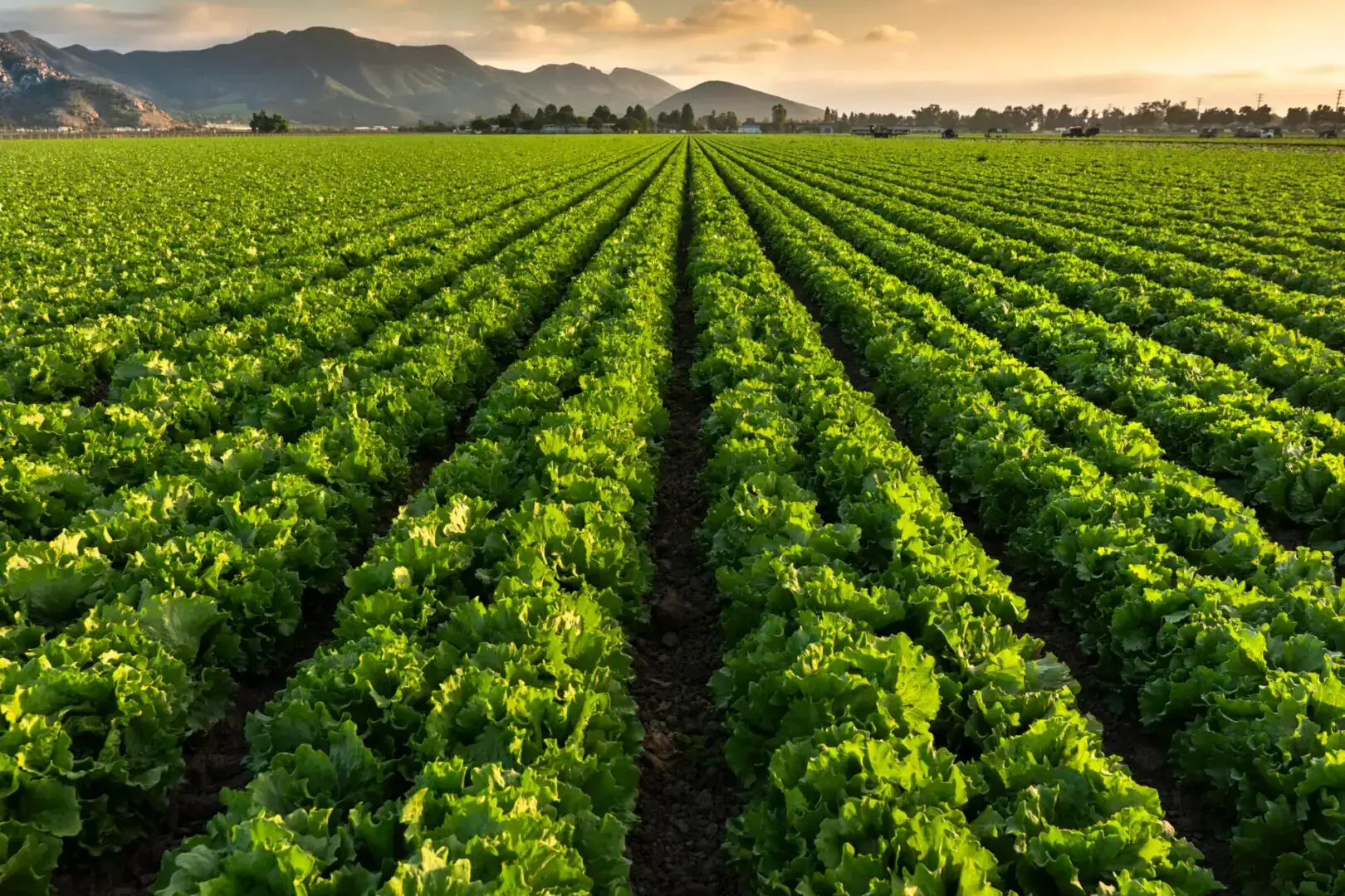 Sunlit rows of lettuce on mountain farm